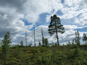 Zero Deforestation - Norway becomes first country in the world to commit