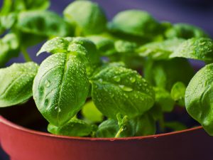 Basil is a Powerful Anti-Inflammatory