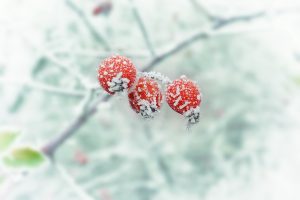 Frost Prediction: How to Save Your Garden