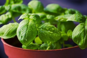 Anti-Inflammatory Basil: It is a powerful tool to manage in your life
