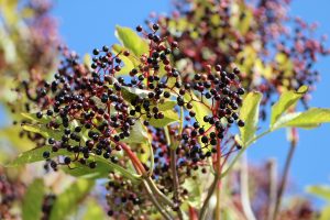 Boost Your Immunity & Never Get Sick.... Drink Elderberry Syrup Everyday