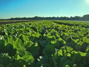 Organic Farming saves U.S. Farms Now Suffocating from Debt