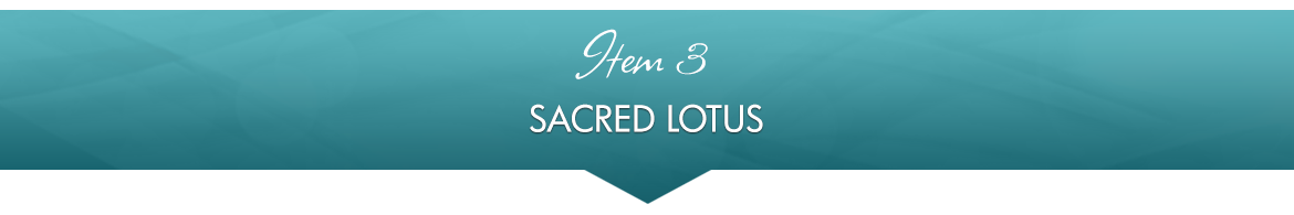 Item 3: Sacred Lotus