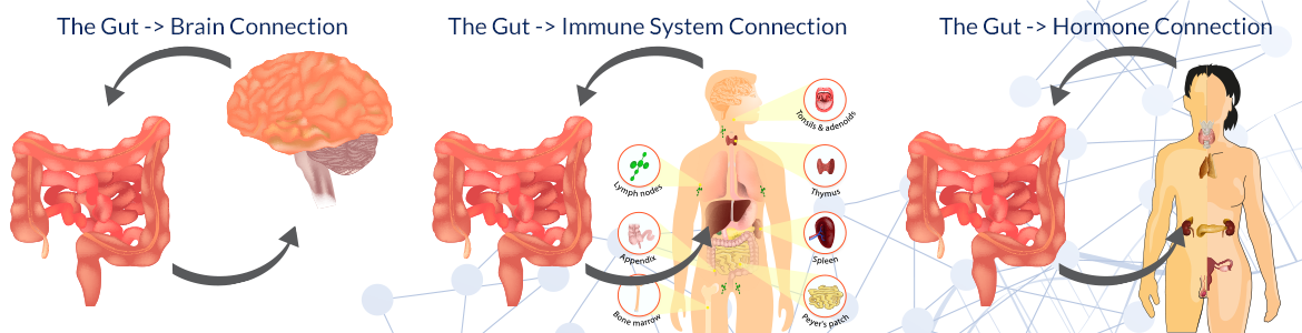 The Gut → Brain Connection The Gut → Immune System Connection The Gut → Hormone Connection